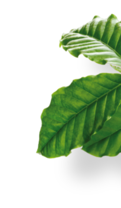 sustainability column leaf img1 1