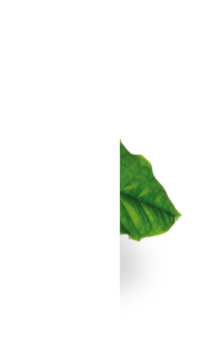 sustenability leaf img4