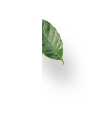 sustenability leaf 1