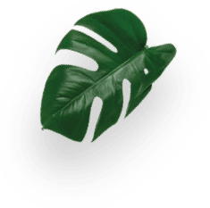 Chococino Chocolate Caliente decoration Image